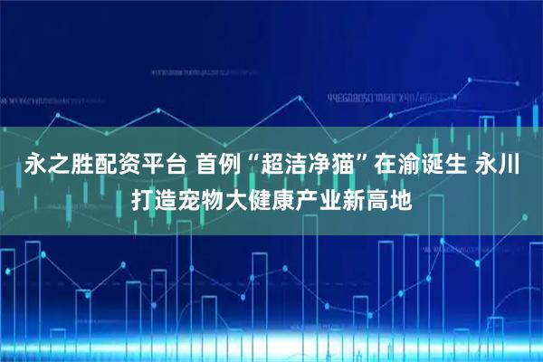 永之胜配资平台 首例“超洁净猫”在渝诞生 永川打造宠物大健康产业新高地